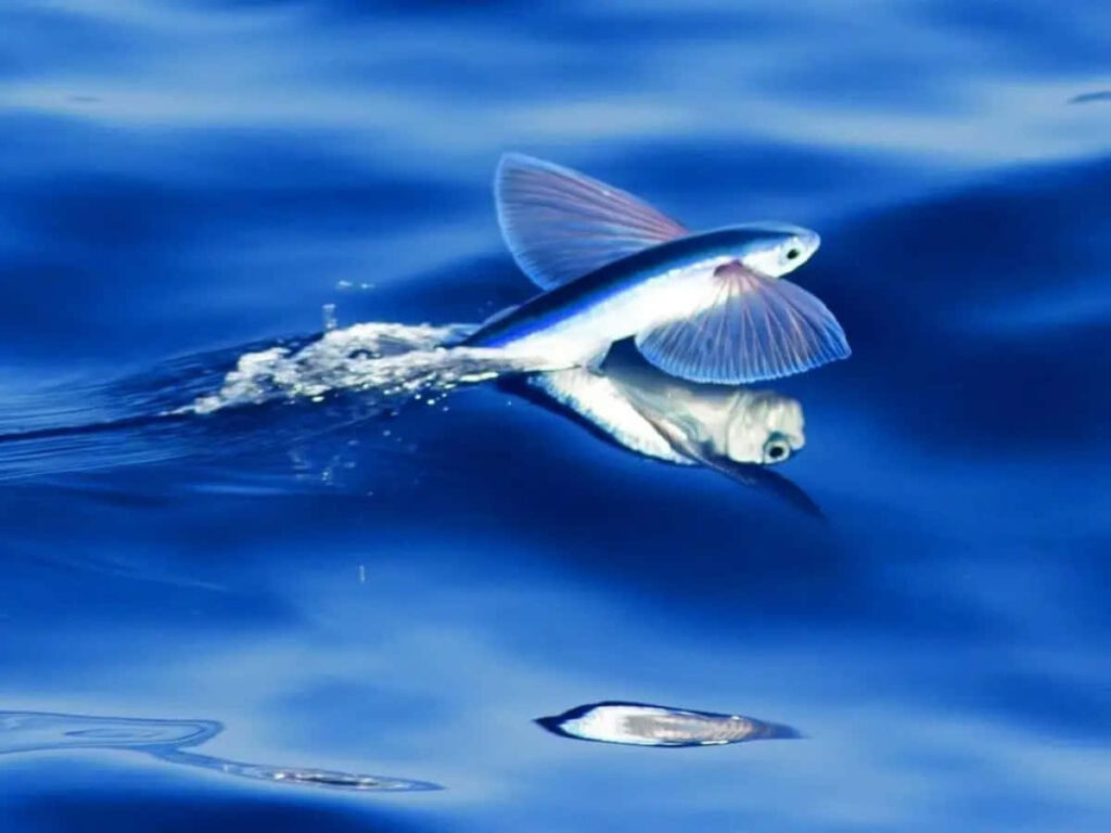 Majestic Flying Fish Wallpaper: Graceful Ocean Background