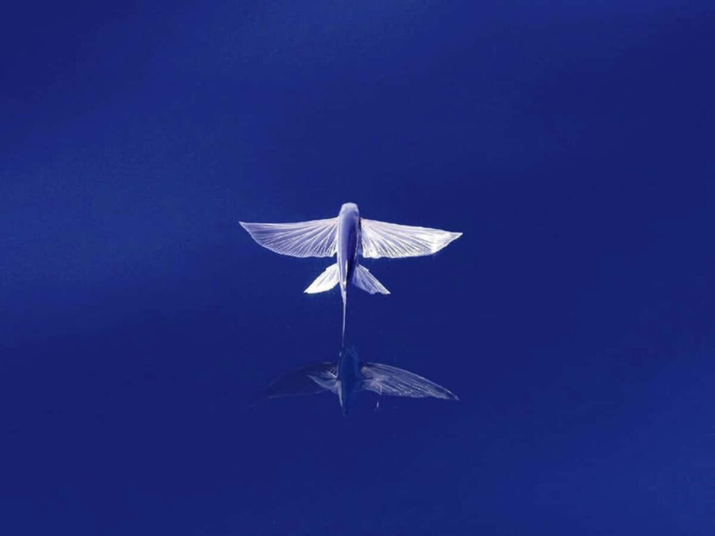 Stunning Flying Fish Wallpaper Over Serene Blue Ocean Background