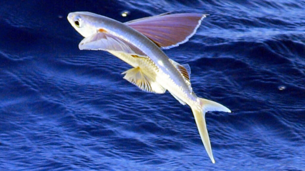 Stunning Flying Fish Wallpaper: Gliding Over Pristine Blue Ocean