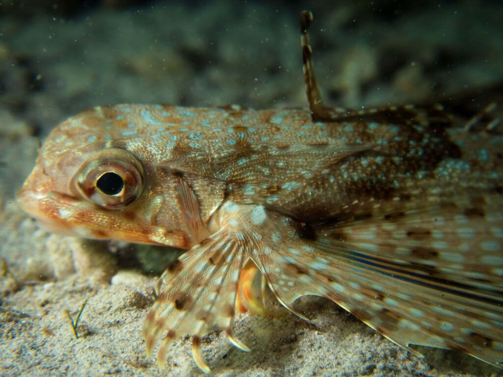 Beautifully Camouflaged Flying Gurnard on Ocean Floor Wallpaper