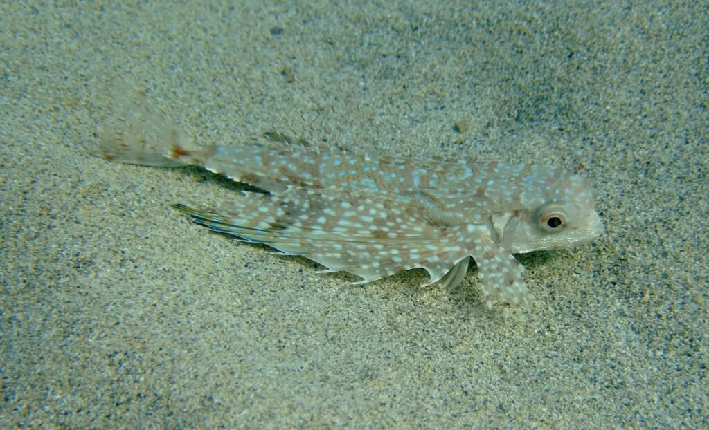 Flying Gurnard Wallpaper: Graceful Ocean Beauty with Vibrant Fins