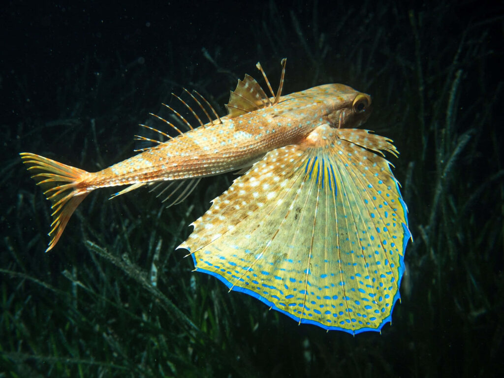 Stunning Flying Gurnard Wallpaper: Vibrant Fins & Intricate Patterns