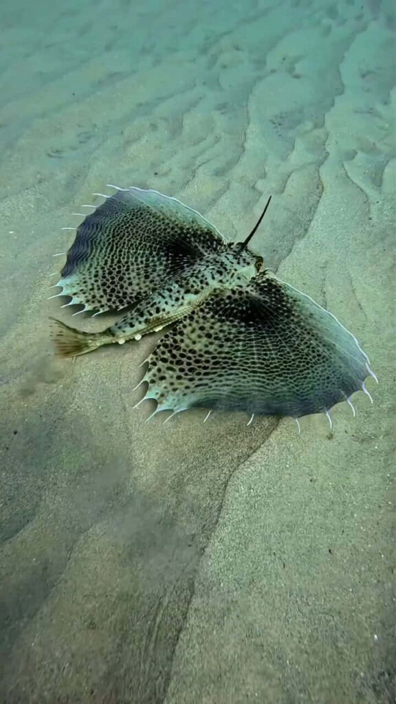 Stunning Flying Gurnard Wallpaper: Vibrant Ocean Scene Background
