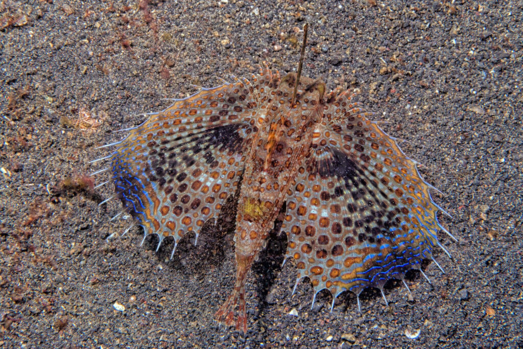 Vivid Flying Gurnard on Sandy Sea Bottom - Underwater Wallpaper
