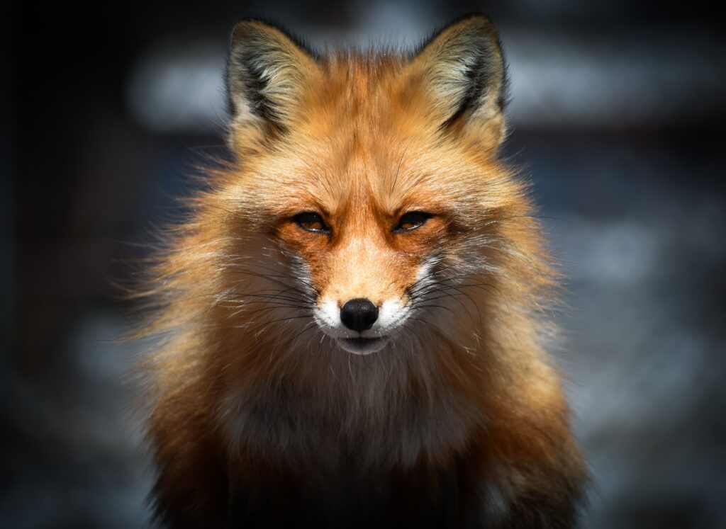 Close-Up of Fox's Intense Gaze: Stunning Wildlife Wallpaper