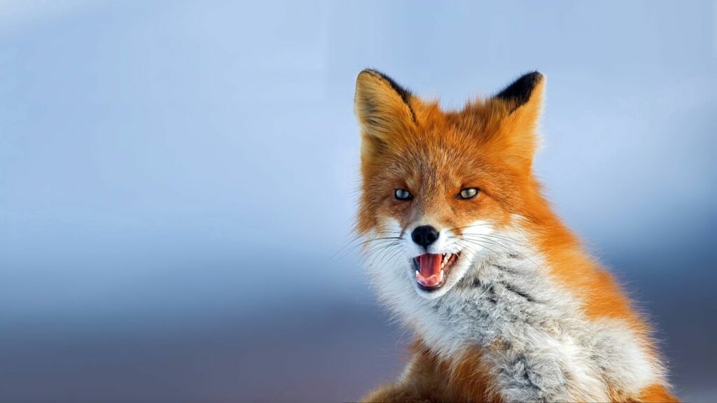 Vivid Fox Close-Up Wallpaper: Stunning 1920x1080 Background