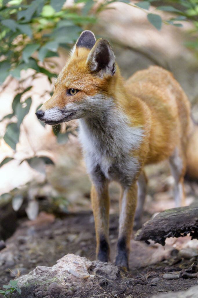 Stunning Fox Profile Wallpaper in Lush Natural Background