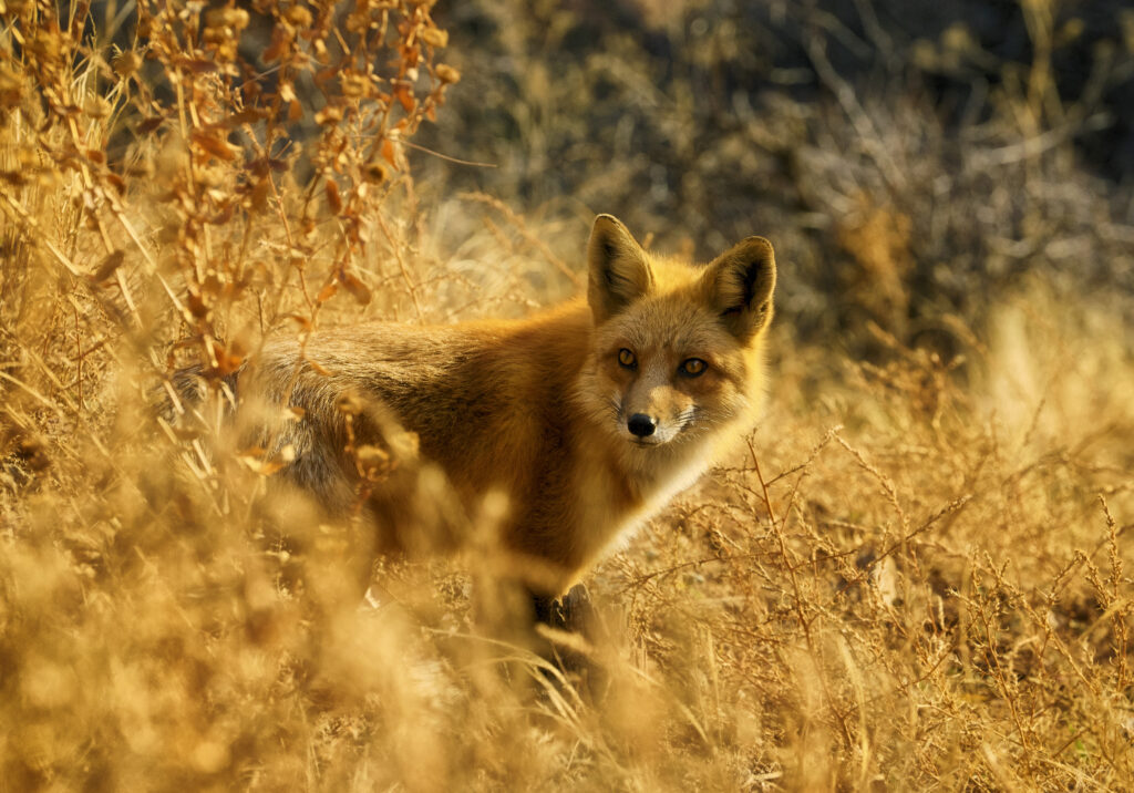 Stunning Fox Wallpaper: Serene Wildlife Scene in Golden Foliage