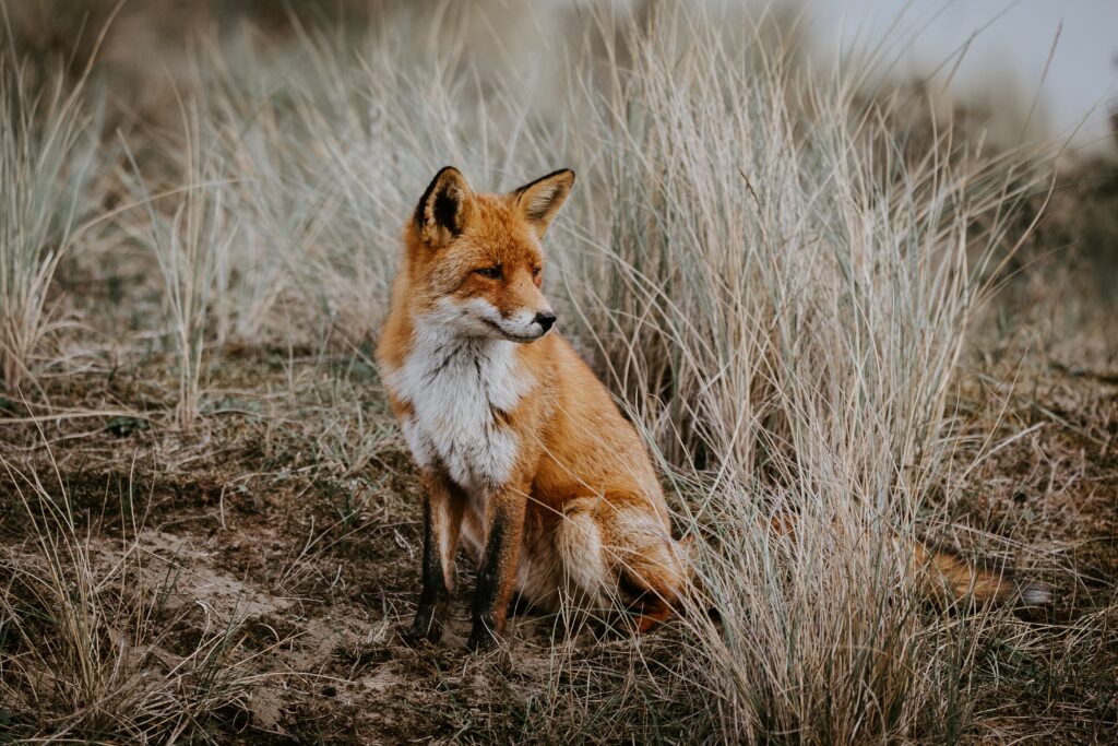 Stunning Fox Wallpaper: Keen Predator in Grassy Natural Background
