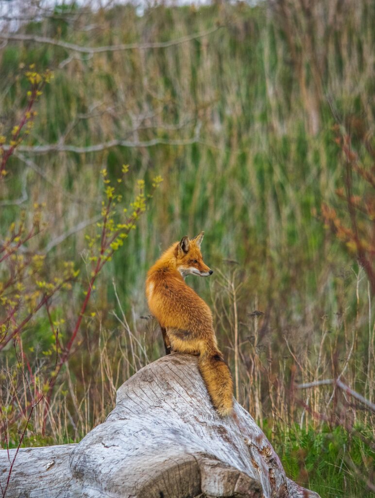 Graceful Fox on Log: Stunning Wildlife Wallpaper Background