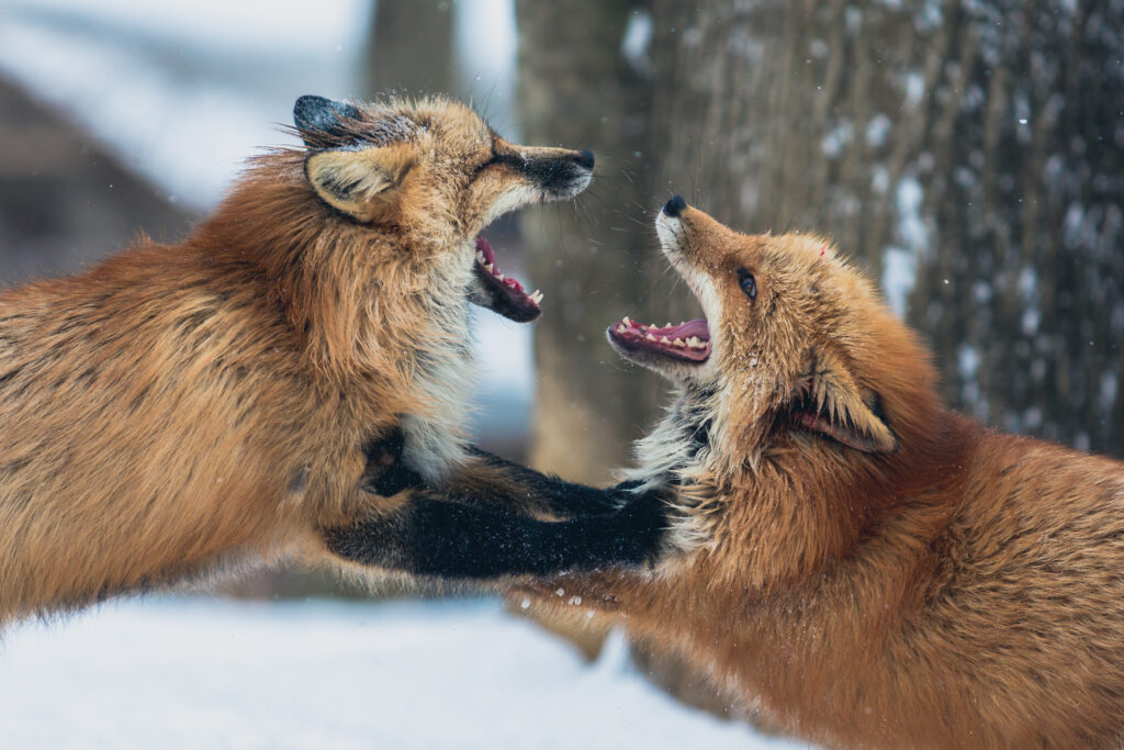 Playful Foxes in Snowy Landscape - High-Resolution Wallpaper