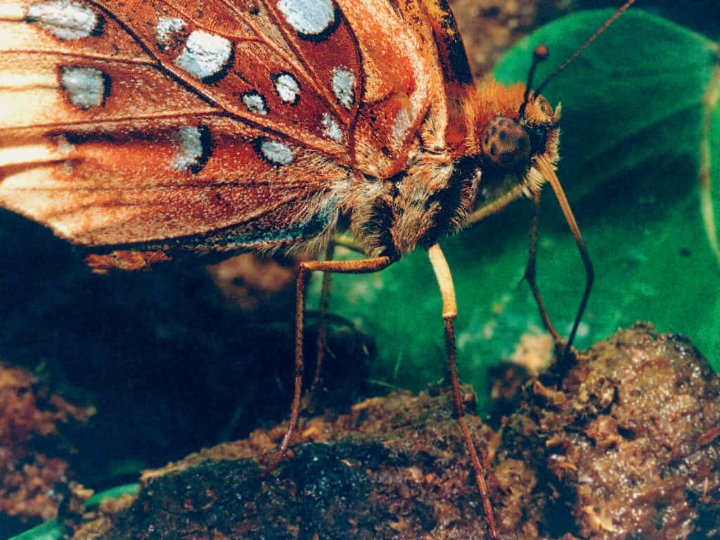Vibrant Fritillary Butterfly Close-Up: Stunning Wing Patterns Wallpaper