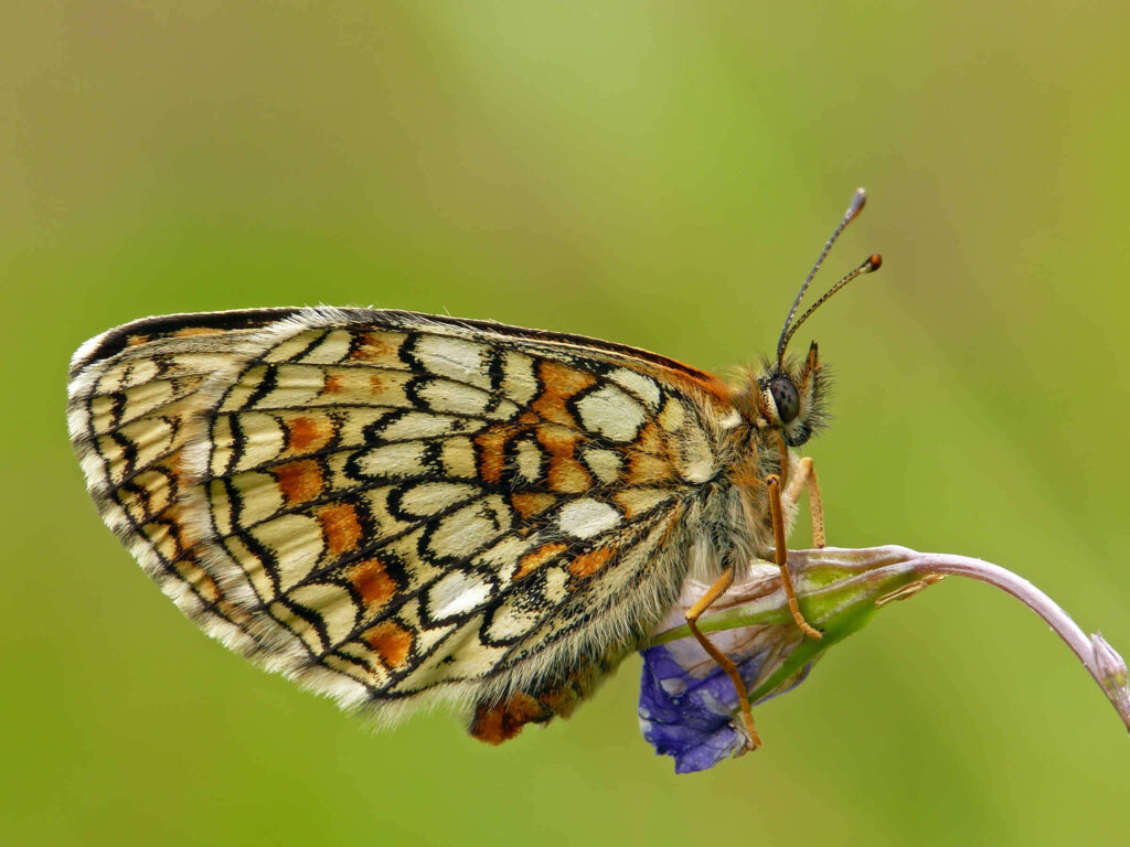Intricate Fritillary Butterfly Wallpaper on Soft Green Background