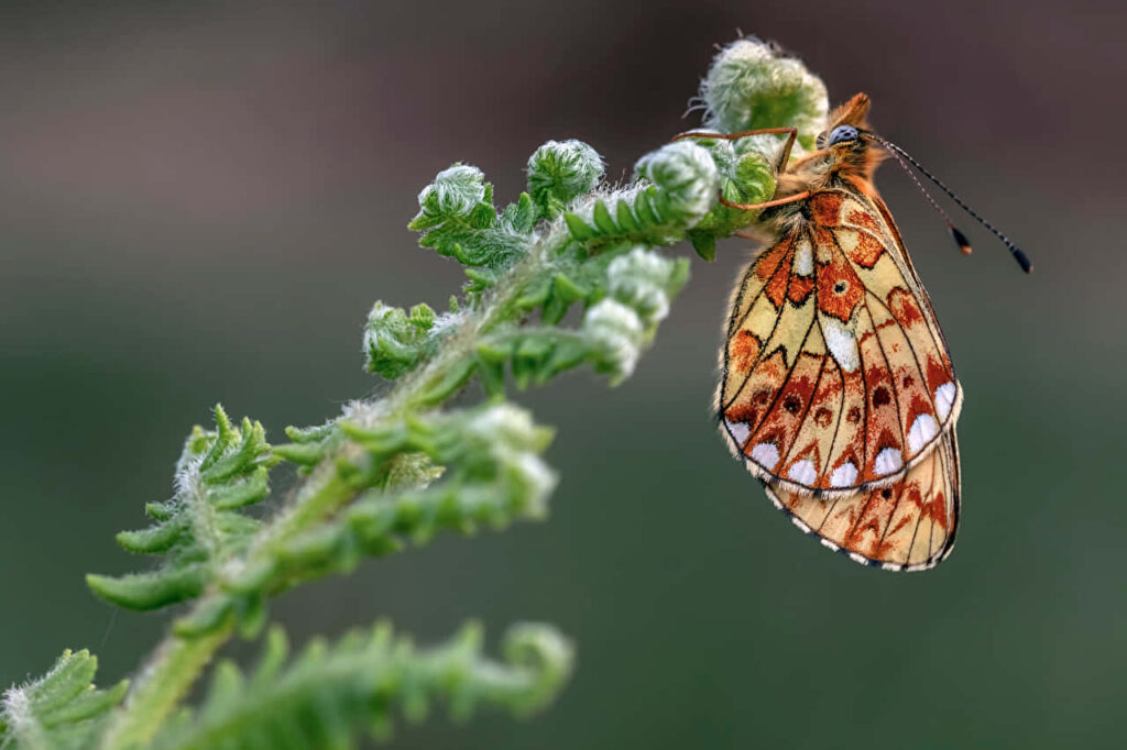 Vibrant Fritillary Butterfly on Unfurling Fern - Nature Wallpaper