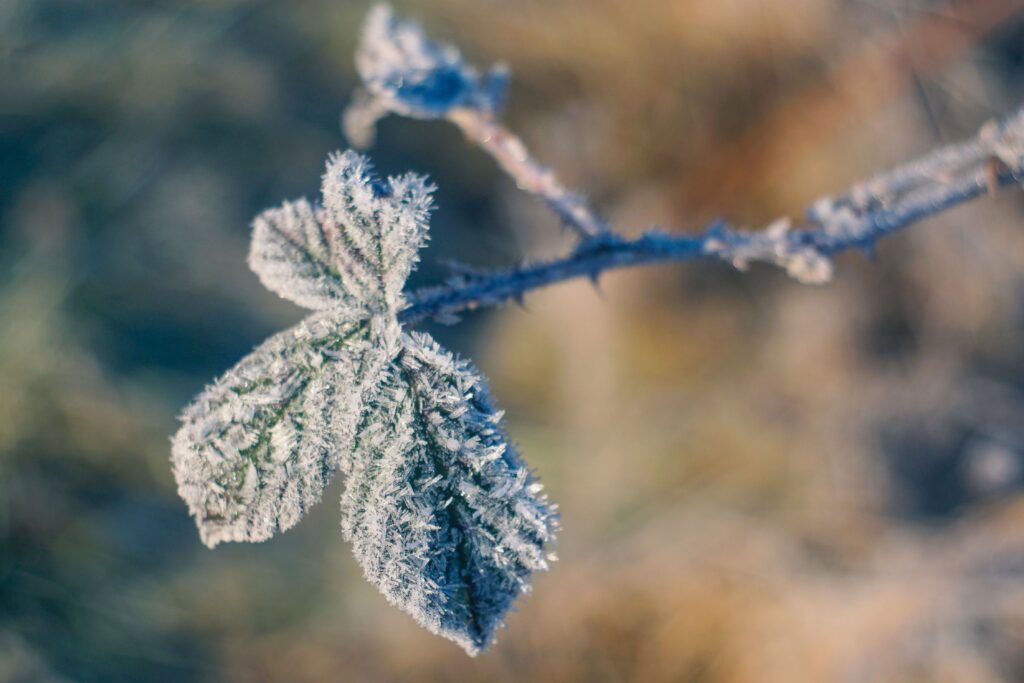 Winter Wonderland: Frost-Covered Leaves & Branch Wallpaper Background