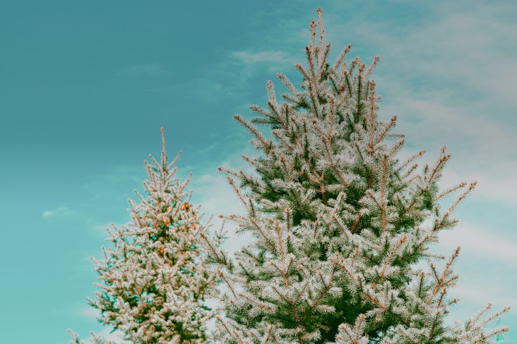Stunning Spruce Trees Frosted Against a Blue Sky - Winter Wallpaper