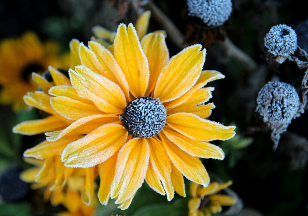Vibrant Yellow Rudbeckia Flower with Frost - Stunning Wallpaper Background