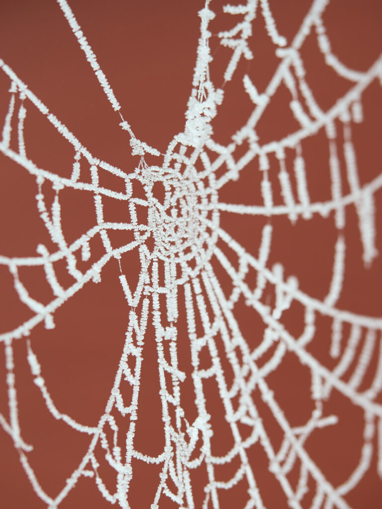 Frosty Cobweb Macro: Intricate Details on Warm Blurred Wallpaper