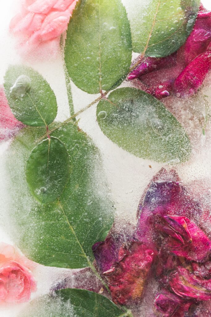 Stunning Frozen Roses Wallpaper: Ethereal Floral Ice Background