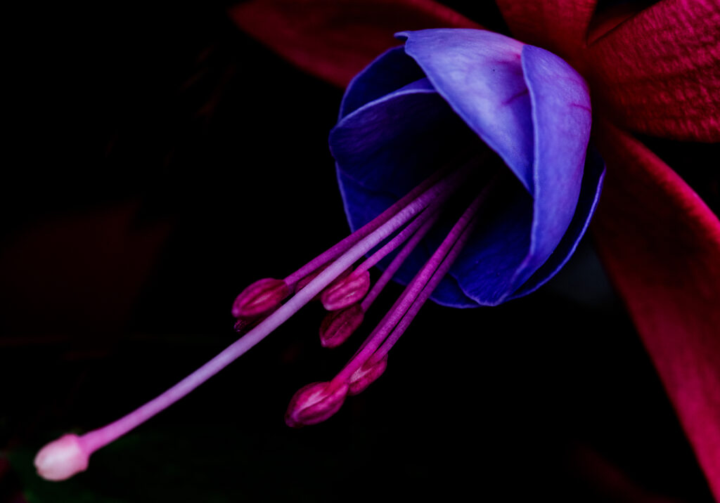 Vibrant Fuchsia Flower Macro - Stunning Colors & Intricate Details Wallpaper