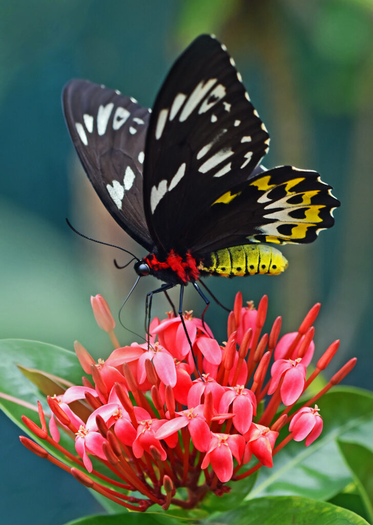 Stunning Full HD Swallowtail Butterfly Wallpaper on Pink Flowers