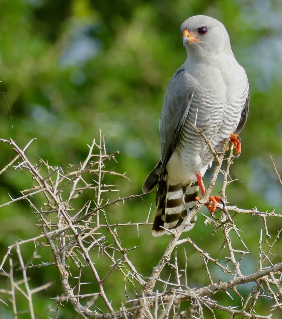 Stunning Gabar Goshawk Perched Amid Lush Green Background Wallpaper