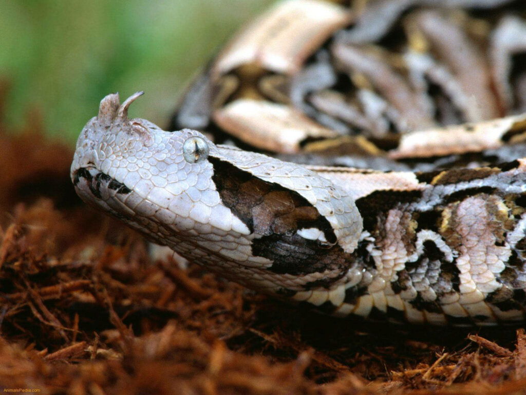 Stunning Gaboon Viper Close-Up: Patterns and Camouflage Wallpaper