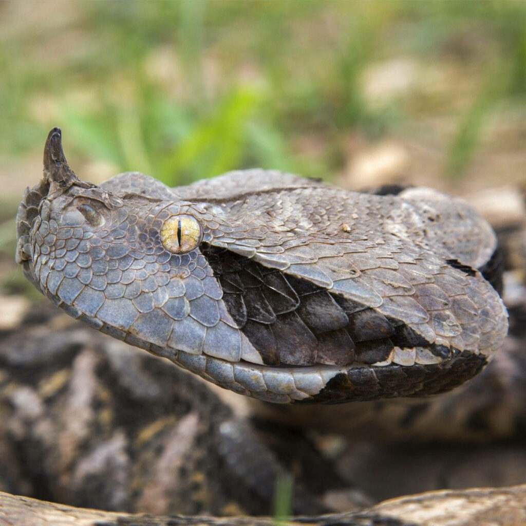 Stunning Gaboon Viper Macro Wallpaper: Unique Scales & Horns