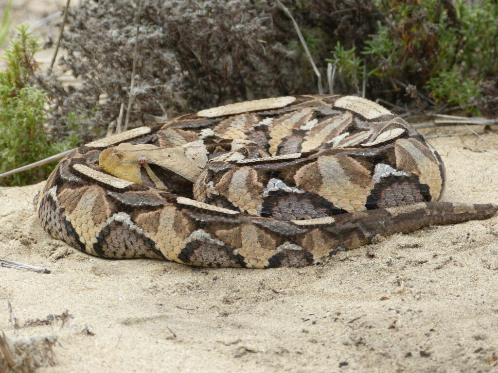 Gaboon Viper Wallpaper: Intricate Patterns on Sandy Terrain