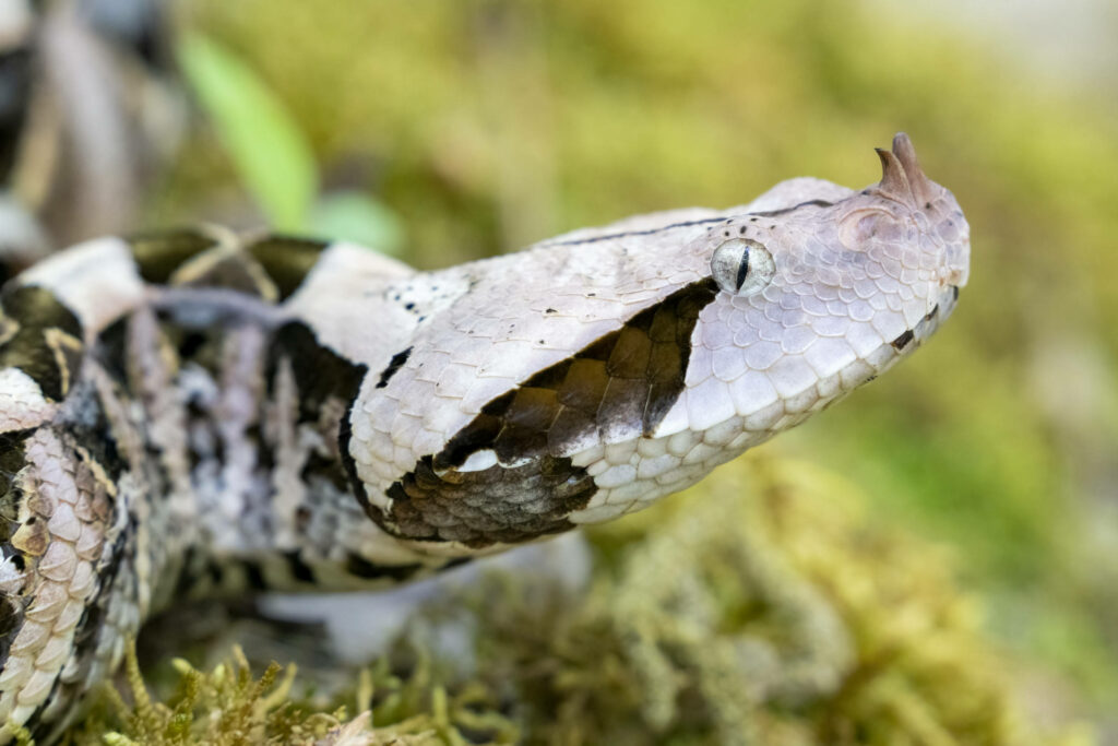 Close-Up Gaboon Viper Side View: Textured Scales & Natural Beauty Wallpaper