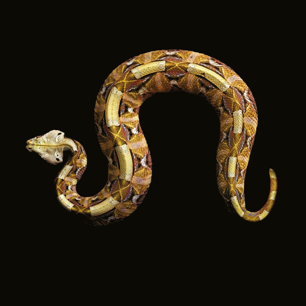 Stunning Gaboon Viper Wallpaper: Intricate Patterns on Dark Background