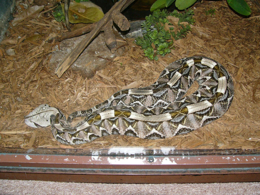 Camouflaged Gaboon Viper Wallpaper from Birmingham Zoo