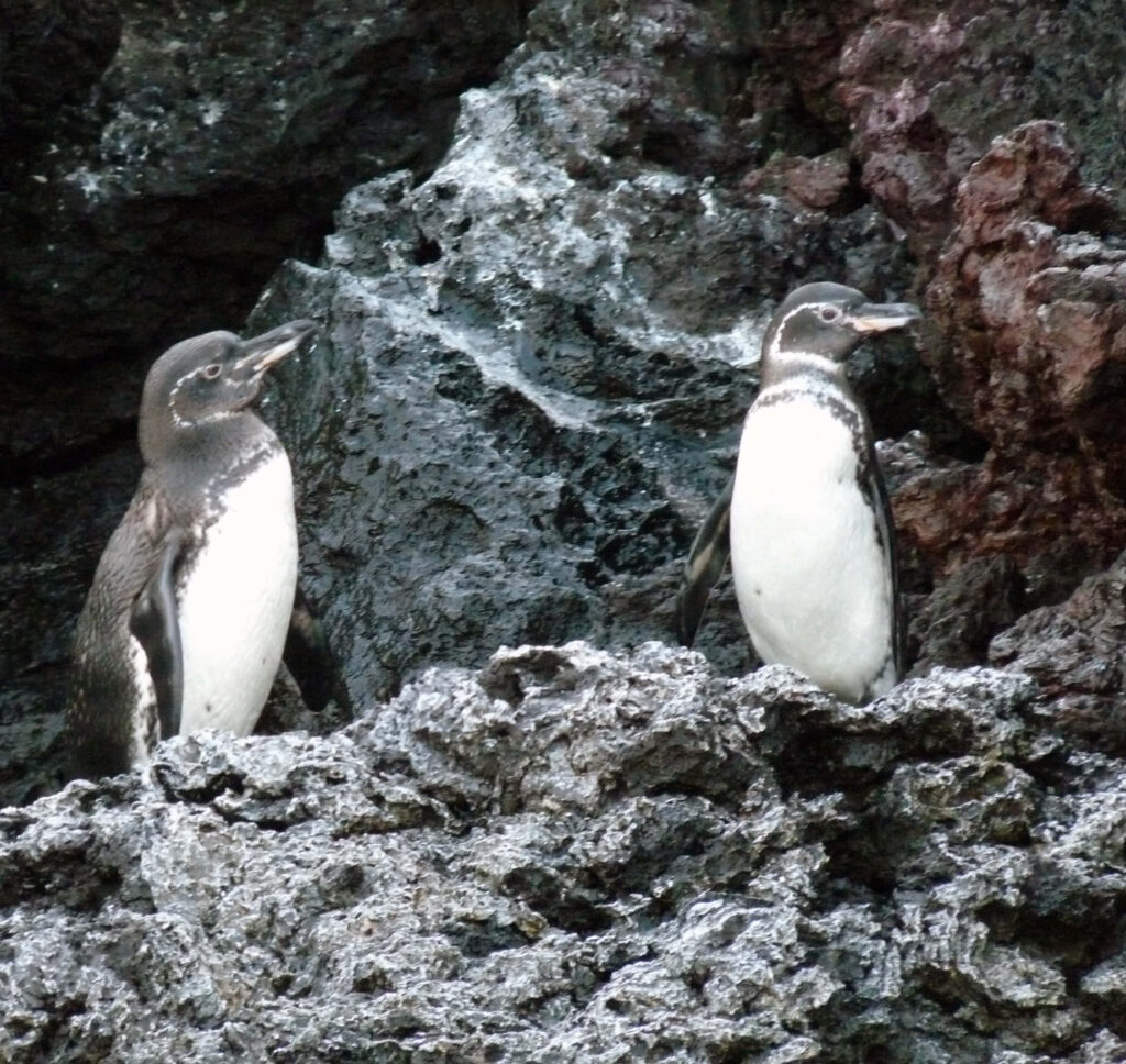 Galapagos Penguins on Volcanic Rocks - Striking Nature Wallpaper