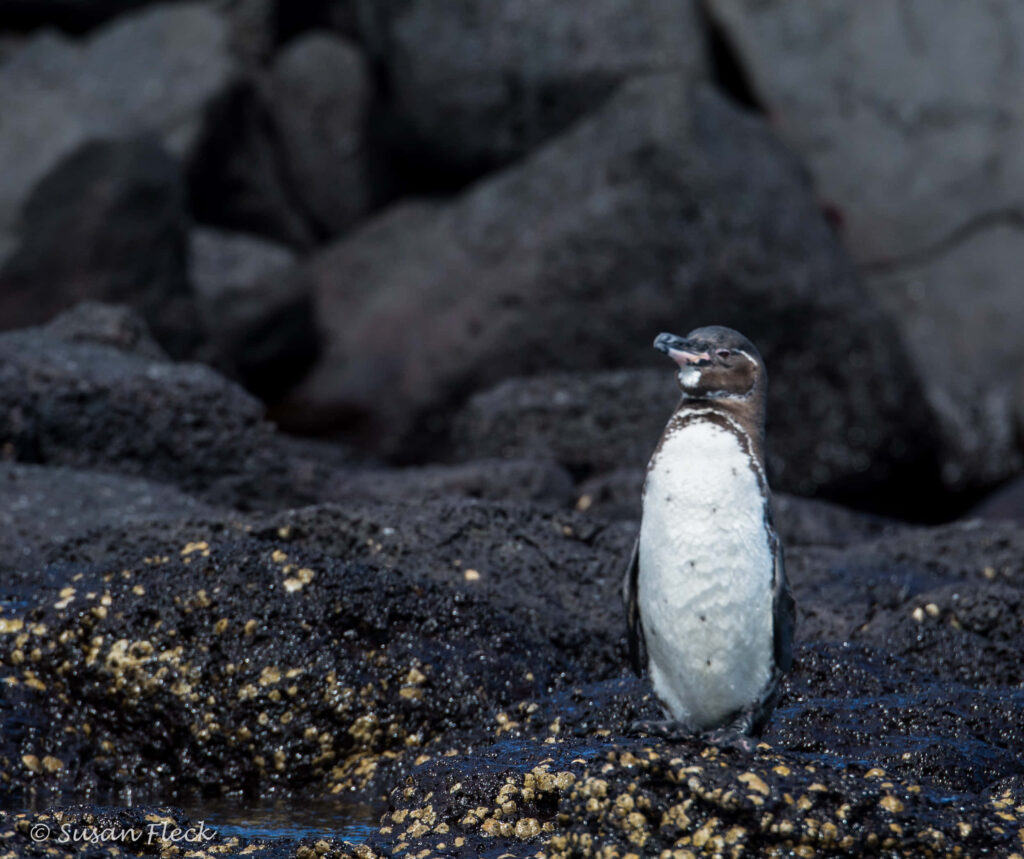 Galapagos Penguin on Volcanic Rocks: Unique Habitat in Focus Wallpaper