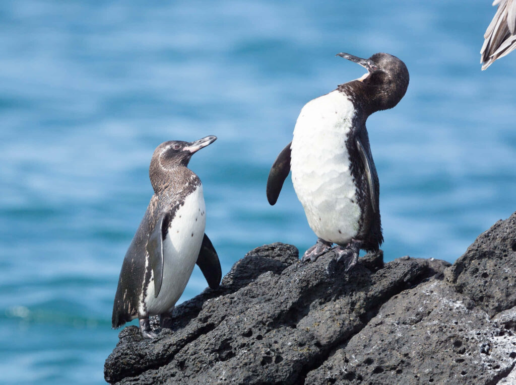 Galapagos Penguins on Volcanic Rocks: Serene Oceanic Background Wallpaper