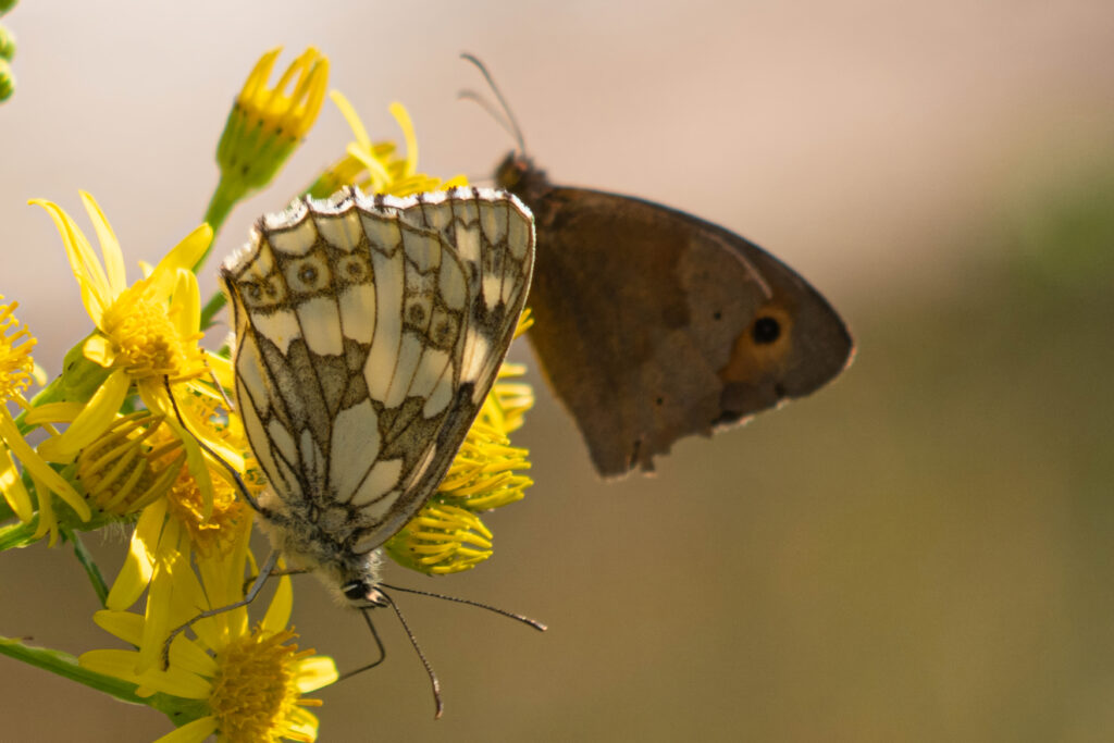 Galathea Butterfly Close-Up on Yellow Flower Wallpaper Background