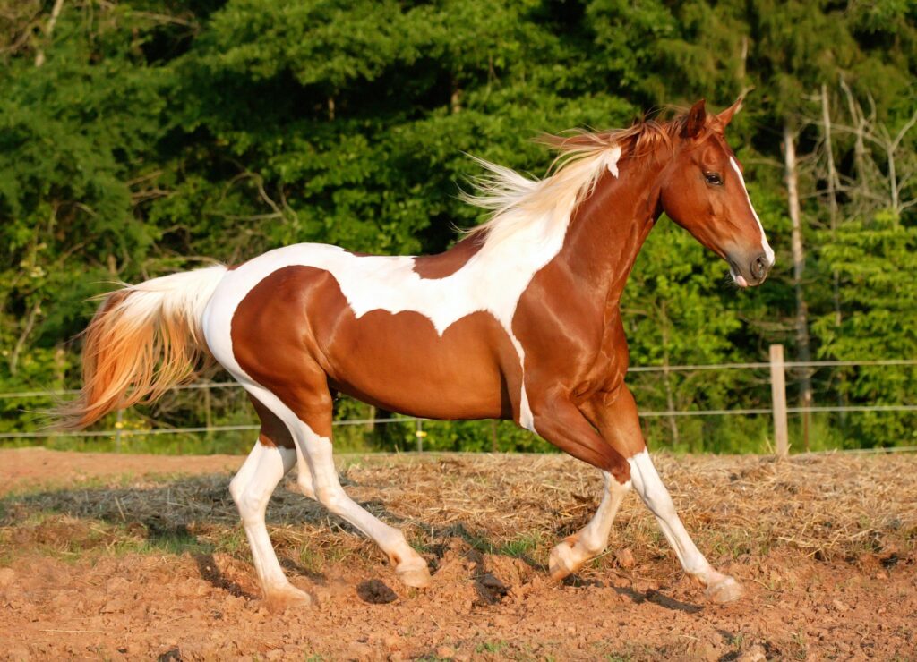 Graceful Galloping Horse Wallpaper with Lush Greenery Background