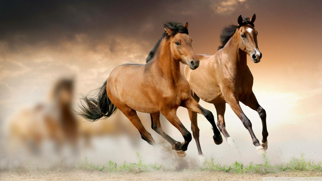 Stunning Wallpaper of Galloping Horses Against a Sunset Background