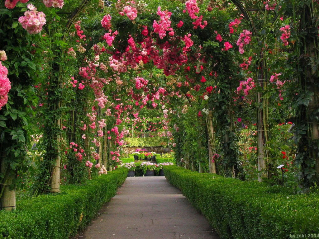 Serene Garden Pathway with Vibrant Pink Roses and Green Hedges Wallpaper