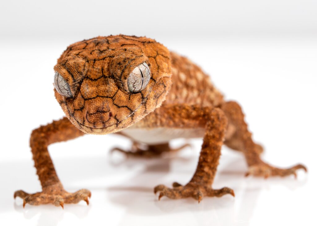 Close-Up Gecko Wallpaper: Intricate Scales & Unique Patterns