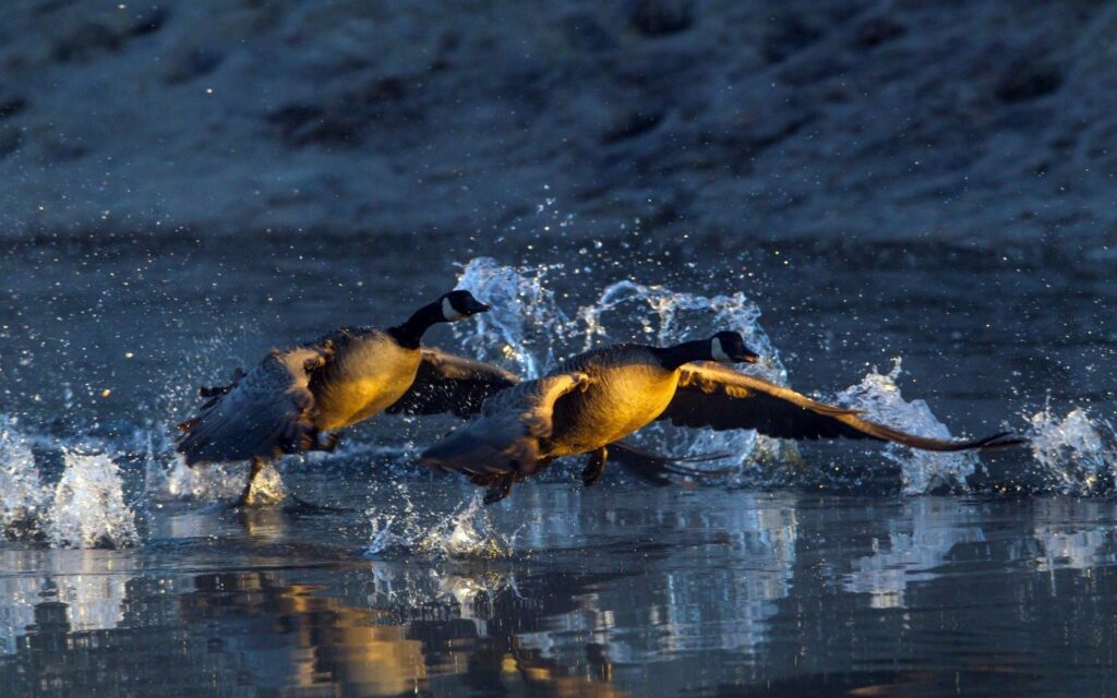 Dynamic Geese Taking Off from Pond: Stunning Water Splash Wallpaper