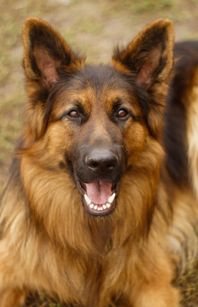 Stunning German Shepherd Wallpaper with Brown Fur & Expressive Eyes
