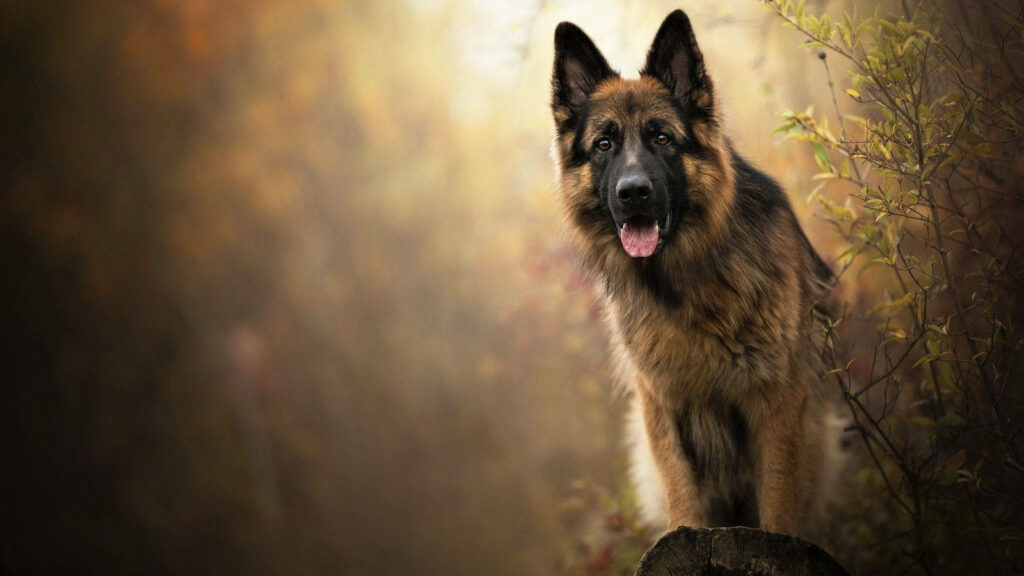 Majestic German Shepherd Wallpaper in Serene Forest Setting
