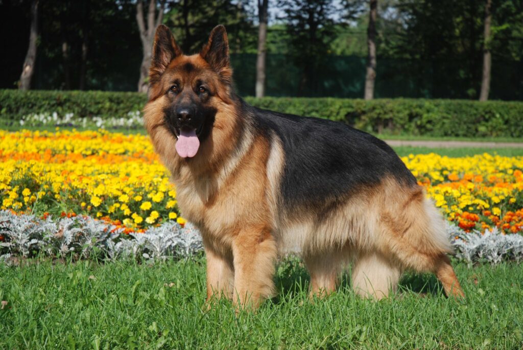 Beautiful German Shepherd in Vibrant Flower-Laden Green Lawn Wallpaper
