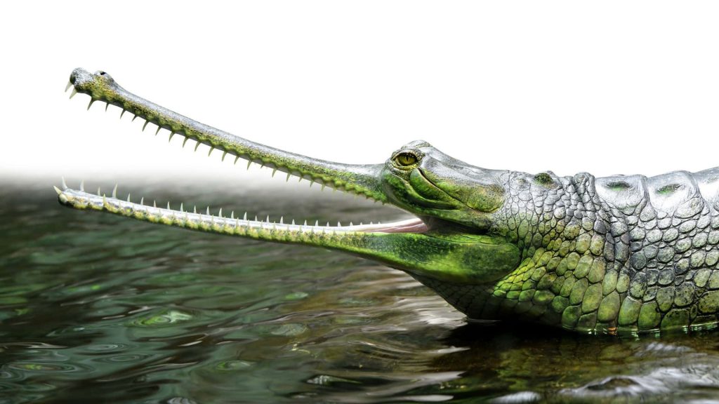 High-resolution Gharial crocodile with long snout and open jaws in rippling water wallpaper