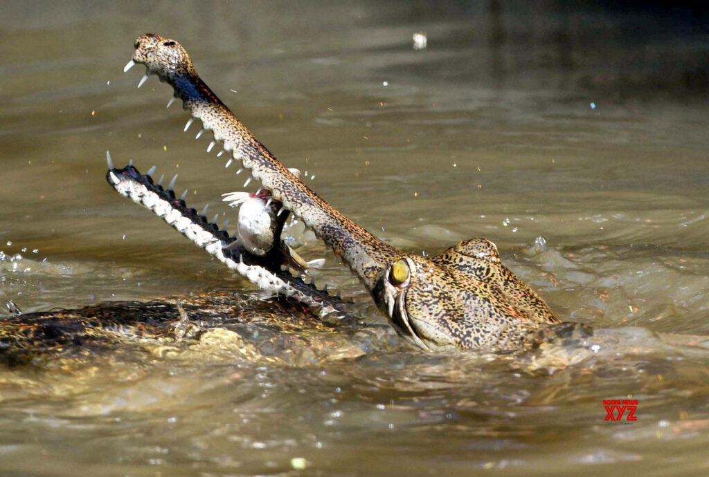 Gharial Hunting: Intense Wildlife Wallpaper of Crocodile Action
