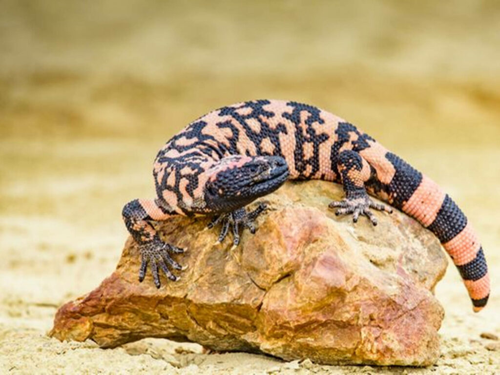 Gila Monster Wallpaper: Vibrant Scales on Serene Earthy Background