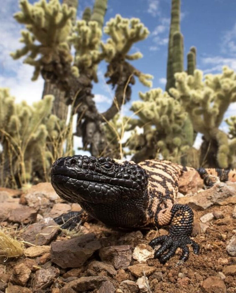 Stunning Gila Monster Wallpaper in Rugged Desert Landscape