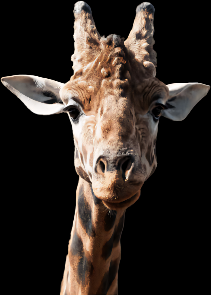 Stunning Giraffe Portrait Wallpaper on Bold Black Background