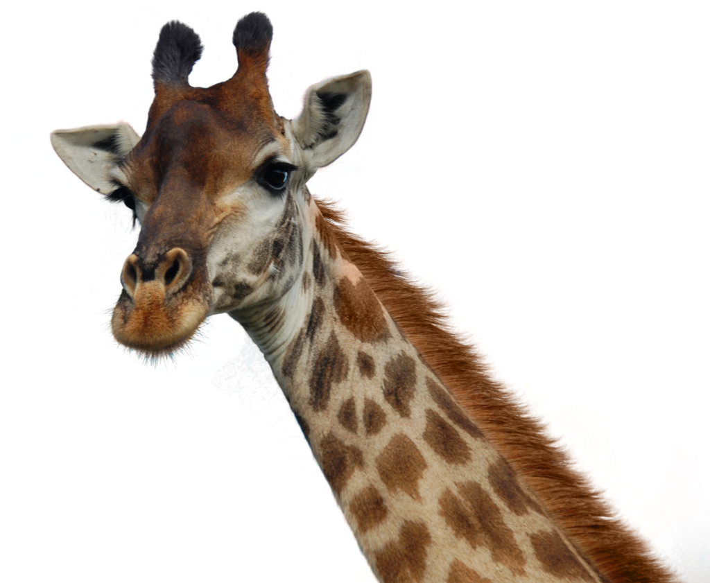 Stunning Giraffe Portrait on Transparent Background for Unique Designs Wallpaper